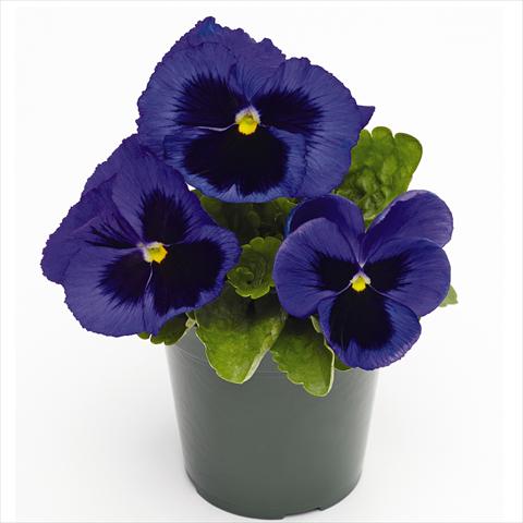 Photo de variété de fleurs à utiliser comme: Pot et Plante à massif Viola wittrockiana Inspire® F1 PLUS Blue Blotch