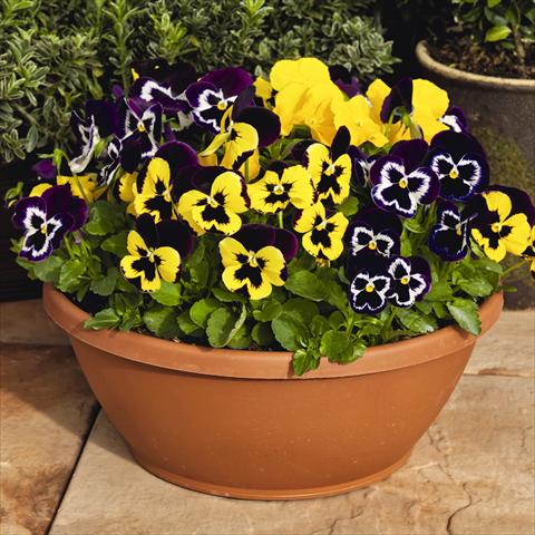 Photo de variété de fleurs à utiliser comme: Pot et Plante à massif Viola wittrockiana Inspire® F1 PLUS Mardi Gras Mix