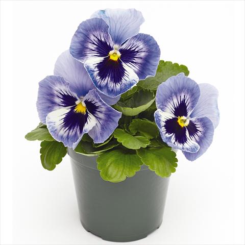 Photo de variété de fleurs à utiliser comme: Pot et Plante à massif Viola wittrockiana  F1 Inspire® Serie PLUS Marina