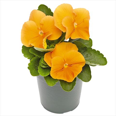 Photo de variété de fleurs à utiliser comme: Pot et Plante à massif Viola wittrockiana Inspire® F1 PLUS Orange