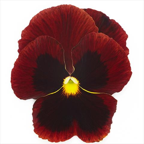 Photo de variété de fleurs à utiliser comme: Pot et Plante à massif Viola wittrockiana Inspire® F1 PLUS Red Blotch