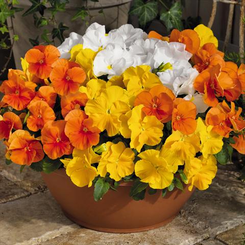 Photo de variété de fleurs à utiliser comme: Pot et Plante à massif Viola wittrockiana Inspire® F1 PLUS Sunny Day Mix
