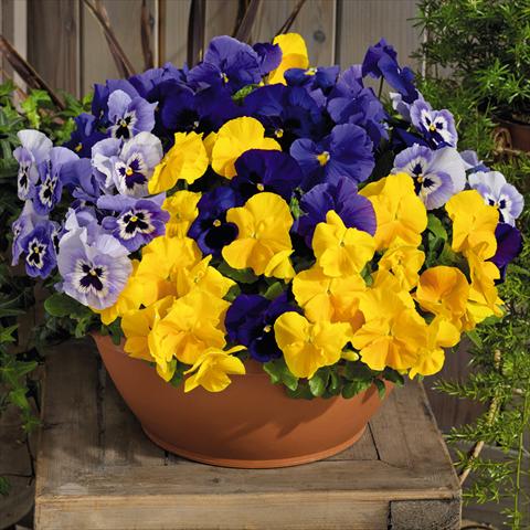 Photo de variété de fleurs à utiliser comme: Pot et Plante à massif Viola wittrockiana Inspire® F1 PLUS Sun n Surf Mix