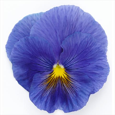 Photo de variété de fleurs à utiliser comme: Pot et Plante à massif Viola wittrockiana Inspire® F1 PLUS True Blue