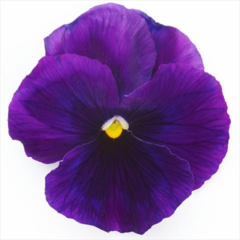 Photo de variété de fleurs à utiliser comme: Pot et Plante à massif Viola wittrockiana Inspire® F1 PLUS Violet