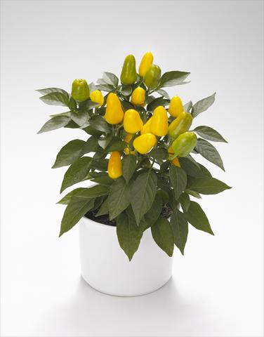 Photo de variété de fleurs à utiliser comme: Suspension / pot Capsicum annuum Karneval Yellow