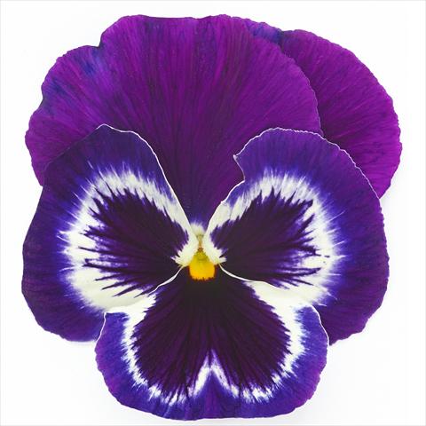 Photo de variété de fleurs à utiliser comme: Pot et Plante à massif Viola wittrockiana Inspire® F1 PLUS Violet Face