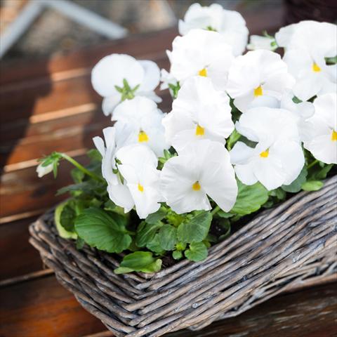 Photo de variété de fleurs à utiliser comme: Pot et Plante à massif Viola wittrockiana Inspire® F1 PLUS White