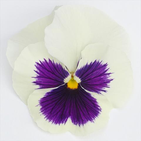 Photo de variété de fleurs à utiliser comme: Pot et Plante à massif Viola wittrockiana  F1 Inspire® Serie PLUS White Blotch
