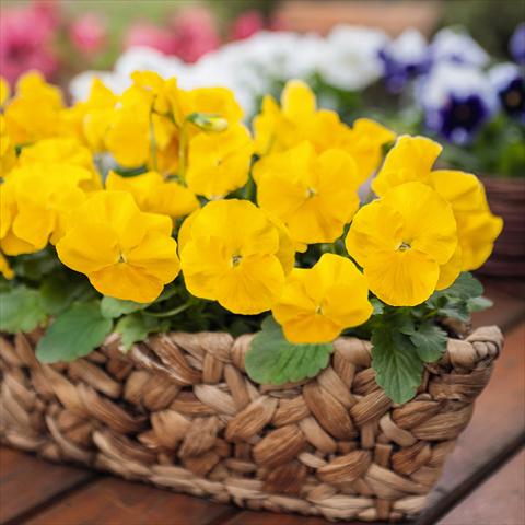 Photo de variété de fleurs à utiliser comme: Pot et Plante à massif Viola wittrockiana Inspire® F1 PLUS Yellow