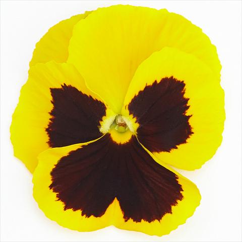 Photo de variété de fleurs à utiliser comme: Pot et Plante à massif Viola wittrockiana Inspire® F1 PLUS Yellow Blotch