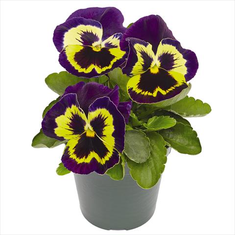 Photo de variété de fleurs à utiliser comme: Pot et Plante à massif Viola wittrockiana Inspire® F1 PLUS Yellow Purple Face