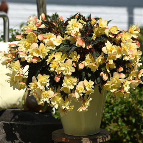 Photo de variété de fleurs à utiliser comme: Pot Begonia boliviensis Unbelievable Tweetie Pie