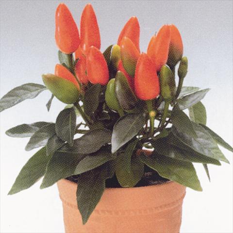 Photo de variété de fleurs à utiliser comme: Suspension / pot Capsicum annuum Salsa Dark Orange