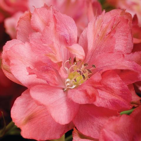 Photo de variété de fleurs à utiliser comme: Pot Delphinium hybrida Red Caroline