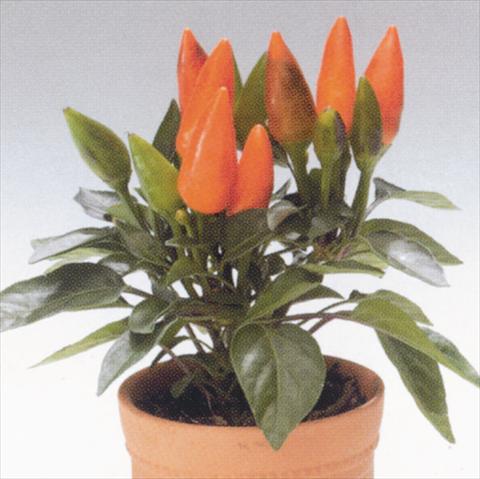 Photo de variété de fleurs à utiliser comme: Suspension / pot Capsicum annuum Salsa Orange