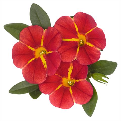 Photo de variété de fleurs à utiliser comme: Pot et Plante à massif Calibrachoa hybrida Aloha Classic Aloha Red Cart Wheel