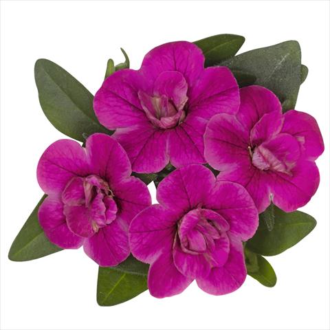 Photo de variété de fleurs à utiliser comme: Plante à massif, pot ou Suspension Calibrachoa hybrida Aloha Double Purple