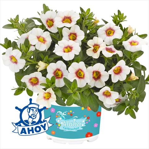Photo de variété de fleurs à utiliser comme: Plante à massif, pot ou Suspension Calibrachoa hybrida Aloha Kona Tiky White