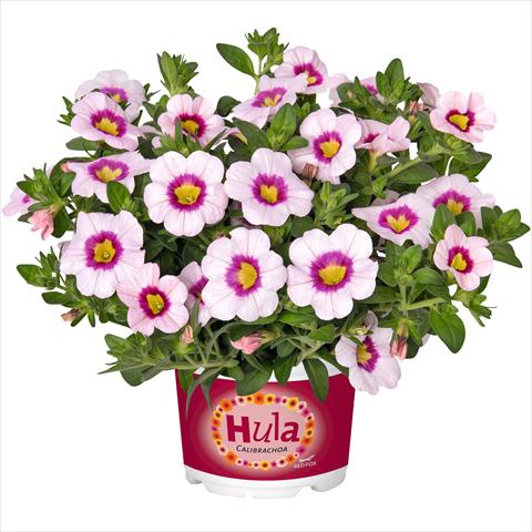 Photo de variété de fleurs à utiliser comme: Plante à massif, pot ou Suspension Calibrachoa hybrida Hula Appleblossom