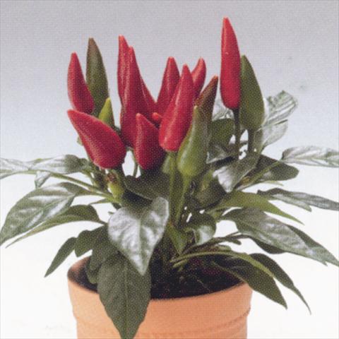 Photo de variété de fleurs à utiliser comme: Suspension / pot Capsicum annuum Salsa Red