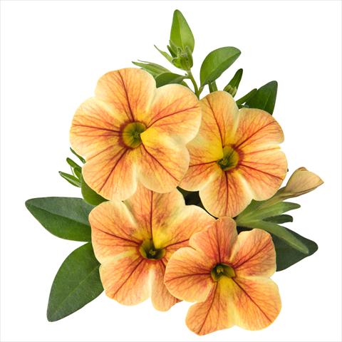 Photo de variété de fleurs à utiliser comme: Plante à massif, pot ou Suspension Calibrachoa hybrida Volcano Sunrise