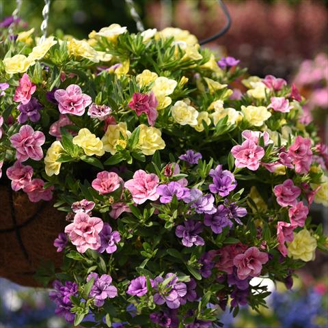 Photo de variété de fleurs à utiliser comme: Suspension / pot 3 Combo Confetti Garden Aloha Double MyBonnie