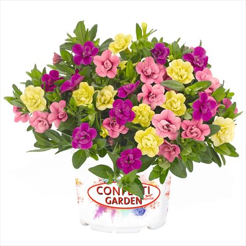 Photo de variété de fleurs à utiliser comme: Suspension / pot 3 Combo Confetti Garden Aloha Double MySweetheart