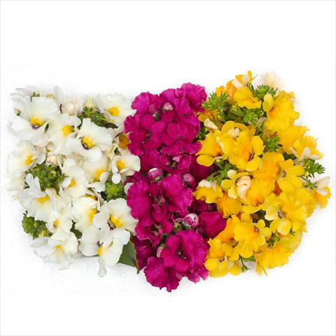 Photo de variété de fleurs à utiliser comme: Suspension / pot 3 Combo Confetti Garden Angelart Angel Cherry Clouds