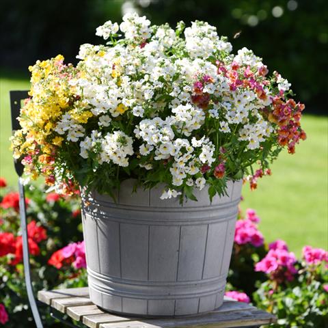 Photo de variété de fleurs à utiliser comme: Suspension / pot 3 Combo Confetti Garden Angelart Angel Peschy Clouds