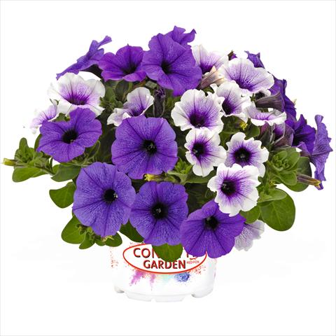 Photo de variété de fleurs à utiliser comme: Suspension / pot 2 Combo Confetti Garden Duo Ahoy