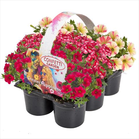 Photo de variété de fleurs à utiliser comme: Suspension / pot 3 Combo Confetti Garden Tone on Tone Shocking Sunset