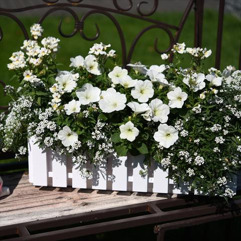 Photo de variété de fleurs à utiliser comme: Suspension / pot 2 Combo Confetti Garden YoloGlossy Snow Angel