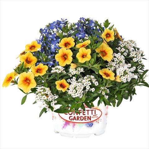 Photo de variété de fleurs à utiliser comme: Suspension / pot 3 Combo Confetti Garden Yolo Glossy Spring