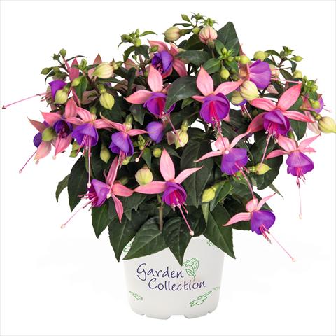 Photo de variété de fleurs à utiliser comme: Suspension / pot Fuchsia hybrida Arêtes Belfort