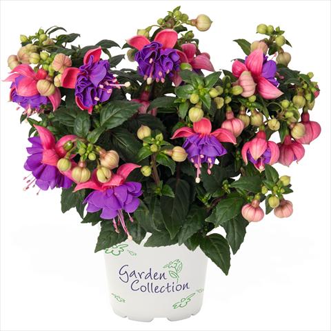Photo de variété de fleurs à utiliser comme: Suspension / pot Fuchsia hybrida Fuchsia Arêtes Colmar