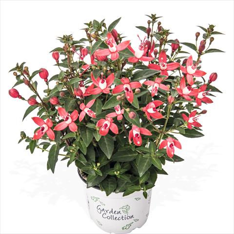 Photo de variété de fleurs à utiliser comme: Pot et Plante à massif Fuchsia hybrida Arêtes Upright City Lights