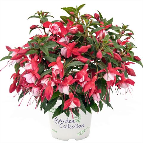 Photo de variété de fleurs à utiliser comme: Suspension / pot Fuchsia hybrida Arêtes Upright Jollies Menton