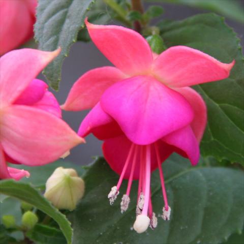 Photo de variété de fleurs à utiliser comme: Suspension / pot Fuchsia hybrida Classica Force Tarbes