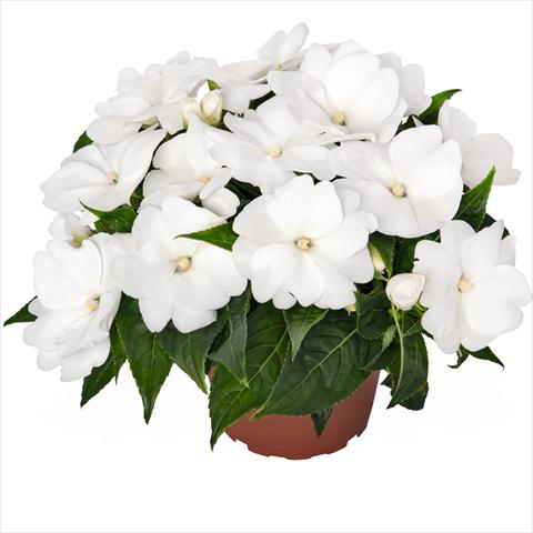 Photo de variété de fleurs à utiliser comme: Plante à massif, pot ou Suspension Impatiens N. Guinea Magnum Clear White