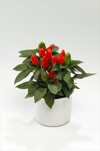 Photo de variété de fleurs à utiliser comme: Suspension / pot Capsicum annuum Tango Deep Orange
