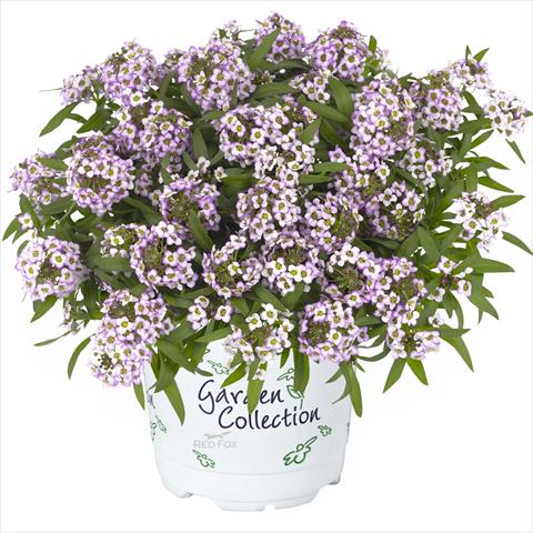 Photo de variété de fleurs à utiliser comme: Pot Lobularia maritima Yolo Top lavender