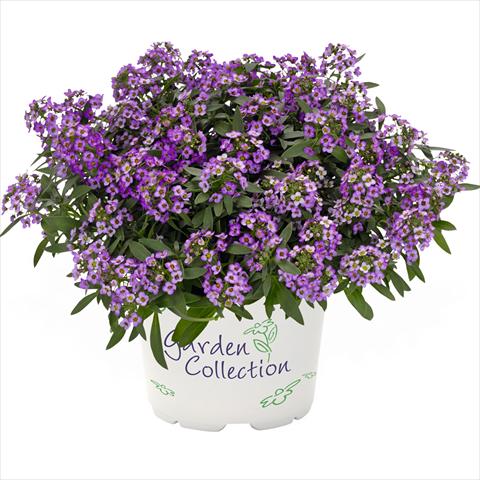 Photo de variété de fleurs à utiliser comme: Pot Lobularia maritima Yolo Top Purple