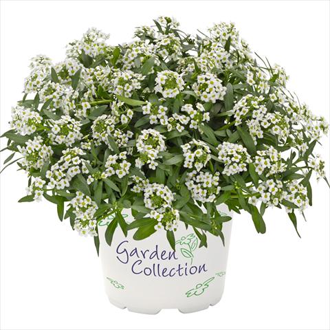 Photo de variété de fleurs à utiliser comme: Pot Lobularia maritima Yolo Top White
