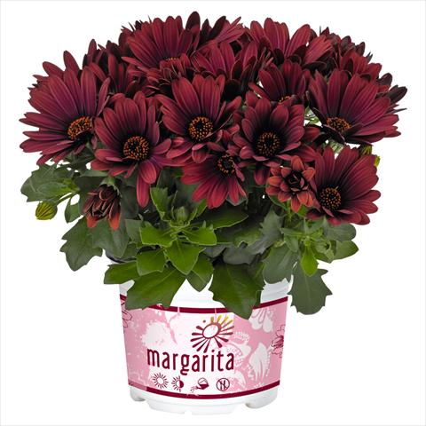 Photo de variété de fleurs à utiliser comme: Pot Osteospermum Margarita Rioja Red