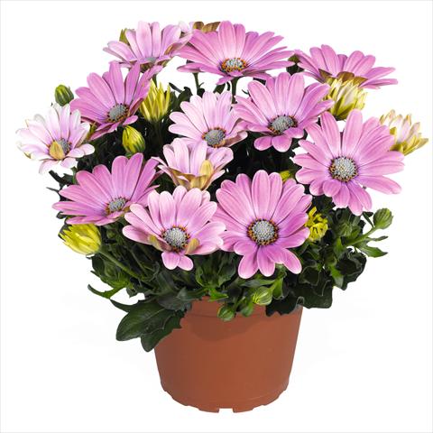 Photo de variété de fleurs à utiliser comme: Pot Osteospermum Smoothies Soft Pink