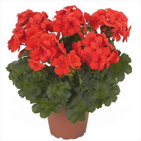 Photo de variété de fleurs à utiliser comme: Pot Pelargonium interspec. Die Schöne von Rheinberg Fire