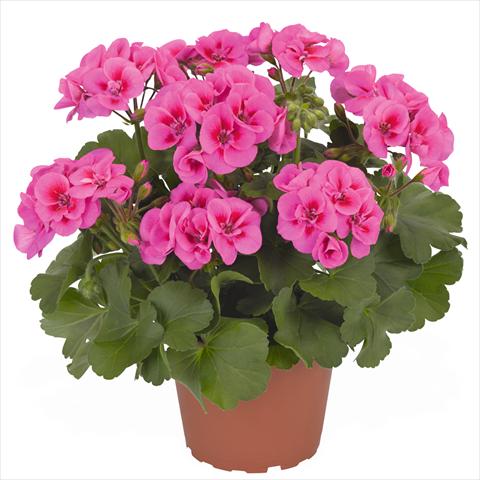 Photo de variété de fleurs à utiliser comme: Pot Pelargonium interspec. Die Schöne von Rheinberg Lilac Splash