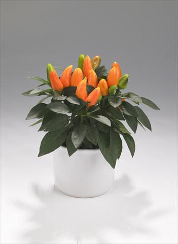 Photo de variété de fleurs à utiliser comme: Suspension / pot Capsicum annuum Tango Light Orange