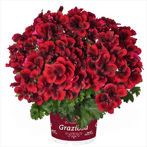 Photo de variété de fleurs à utiliser comme: Pot Pelargonium crispum Regal Graziosa Red